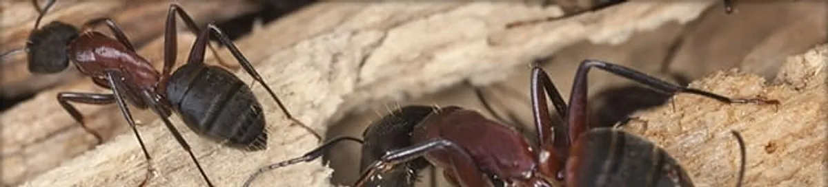 Close-up of ants on wood showing an active ant infestation in Seattle, WA
