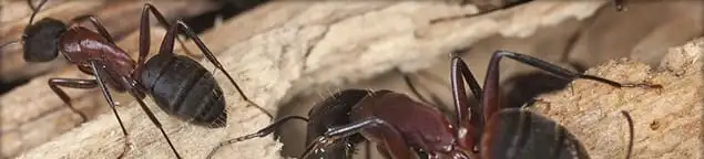 Close-up of ants on wood showing an active ant infestation in Seattle, WA