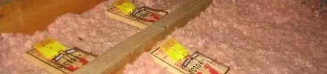 Mouse traps placed in an attic for rodent control in Seattle, WA