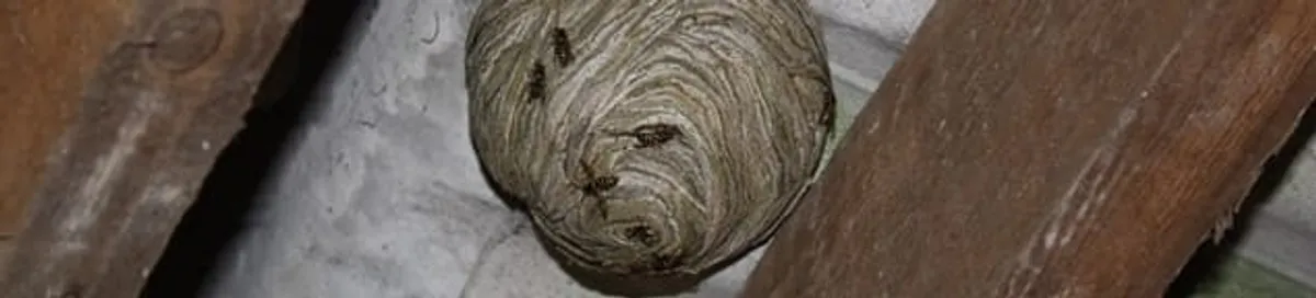 Wasp nest in an attic space, a common home infestation risk in Seattle, WA