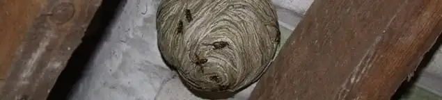 Wasp nest in an attic space, a common home infestation risk in Seattle, WA