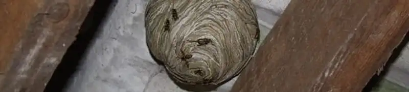 Wasp nest in an attic space, a common home infestation risk in Seattle, WA
