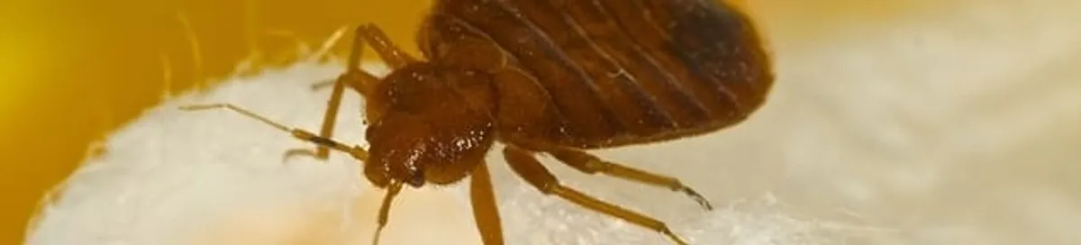 Close-up of a bed bug, a sign of an active infestation in Seattle, WA