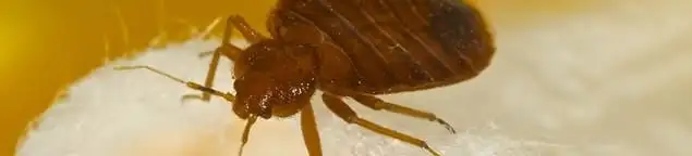 Close-up of a bed bug, a sign of an active infestation in Seattle, WA