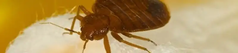 Close-up of a bed bug, a sign of an active infestation in Seattle, WA