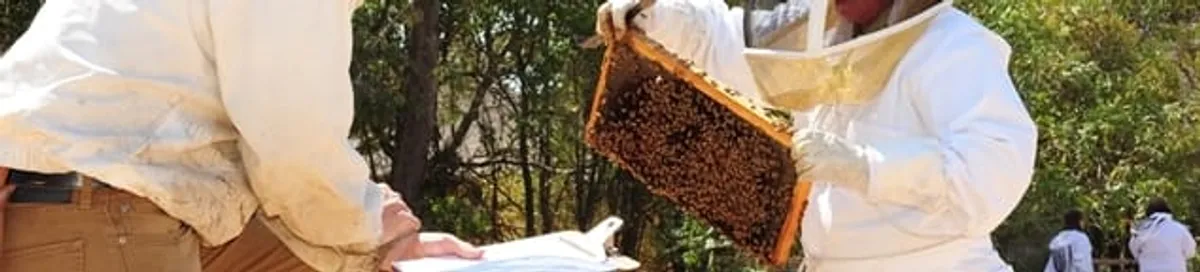 Bee removal specialists relocating a hive and honeycomb safely in Seattle, WA