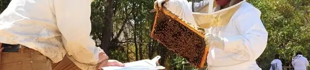 Bee removal specialists relocating a hive and honeycomb safely in Seattle, WA