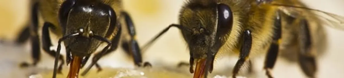 Close-up of honey bees, a sign of a nearby hive in Seattle, WA