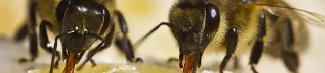 Close-up of honey bees, a sign of a nearby hive in Seattle, WA