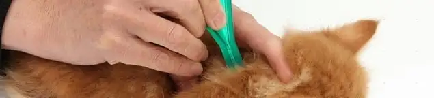 Flea treatment for pets using a flea comb, a sign of flea problems in Seattle, WA