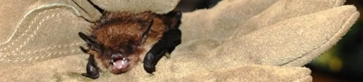 Bat removal specialist holding a bat safely during humane exclusion in Seattle, WA