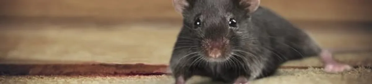 Mouse indoors, a common sign of a rodent infestation in Seattle, WA