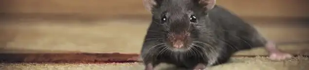 Mouse indoors, a common sign of a rodent infestation in Seattle, WA