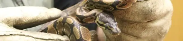Snake removal specialist safely handling a snake with protective gloves in Seattle, WA