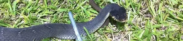 Snake in a yard, a common sign of a snake problem near a home in Seattle, WA