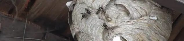Close-up of a wasp nest with active wasps, a sign of an infestation in Seattle, WA