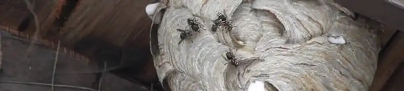 Close-up of a wasp nest with active wasps, a sign of an infestation in Seattle, WA